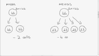 Leaving Cert Biology Mitosis vs Meiosis [upl. by Huang886]