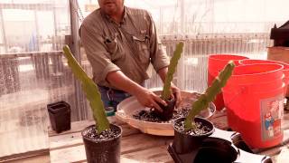 How to Plant Pitahaya Cuttings [upl. by Eciralc179]