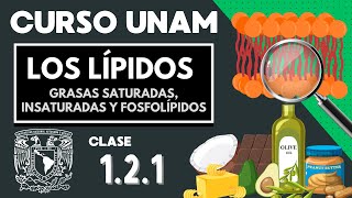 🌱 LÍPIDOS  Moléculas orgánicas  CURSO UNAM  Grasas saturadas insaturadas fosfolípidos [upl. by Auqemahs439]