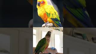 Sun Conure vs Green Cheeked Conure shorts [upl. by Ardena]