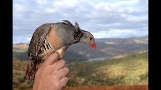 Chasse Perdrix Et Lièvre avec des beaux tir  20172018 [upl. by Housum963]