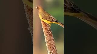 Red headed bunting sikar Rajasthan birds sikarrajasthan wildlife sikar [upl. by Yl]