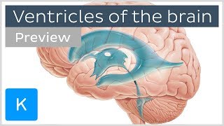 Ventricles of the brain and CSF preview  Human Neuroanatomy  Kenhub [upl. by Siuraj834]