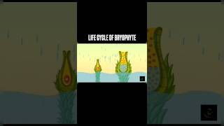 Life Cycle Of Bryophyte  viralvideo class11th bsc1styear neet plantkingdom bryophyta [upl. by Creedon851]