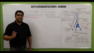 acth hormone  acth hormone in hindi  adrenocorticotropic hormone in hindi  endocrine system [upl. by Eicyal]