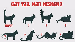 Cats Wagging their Tails and Cat Tail Language Explained [upl. by Ahsitauq]