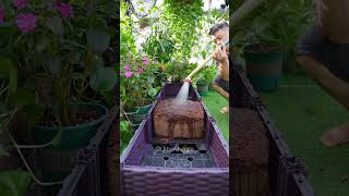 This soil is really hard Coconut brick soil soilimprovement soil compostingworms [upl. by Eniamaj284]