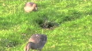 PinkFooted Goose v Greylag Goose [upl. by Foah253]