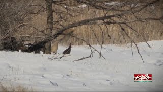 Countdown to Pheasant Fest and Quail Classic [upl. by Henleigh]