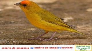 Canáriodoamazonas  AVES EXÓTICA DO BRASIL dicas de aves exóticas [upl. by Olaznog]