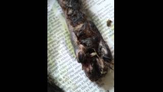 Maggots in my cats leg [upl. by Nerrol]