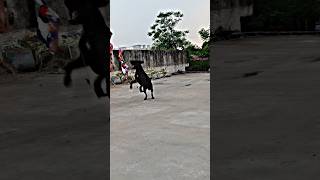 POINTER DOG EDITZ 🐶🐕 dog doglovers funny trendingshorts [upl. by Caesaria]