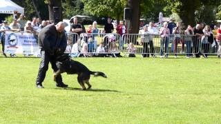 West Midlands Police Dogs demonstration Bark In The Park [upl. by Laughlin]