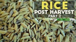 Rice Post Harvest Part 2  Rice Post Harvest Technology Solutions  Agribusiness Philippines [upl. by Reniar]