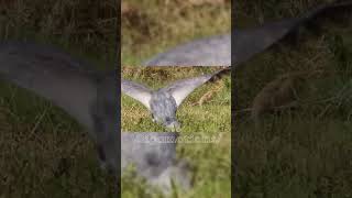 Shoebill Stork Edit shoebillstork edit bird [upl. by Grosberg]