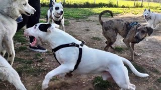 Bull Terrier In Two Fights At Dog Park Is It The Breeds History [upl. by Erich]