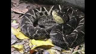 Bothrops asper  terciopelo o barba amarilla [upl. by Caplan350]