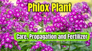 How to Grow and Care Phlox Flower Plant  Phlox Plant Care Propagation and Fertilizer [upl. by Carpenter]