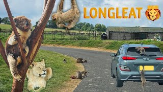 Monkeys Car Surfing at Longleat Safari Park [upl. by Iahc482]