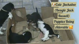 🐶Cuteness overload Jackabee Beagle Jack Russell puppies beagle jackabee jackrussell puppies❤️ [upl. by Kelli]