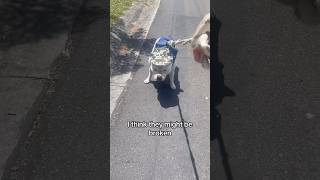 Why are staffies so stubborn 😂 shorts dog walk staffy [upl. by Viking436]