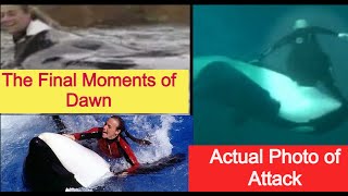 The Terrifying Killer Whale  Tilikum’s Final Victim Dawn [upl. by Eilagam566]