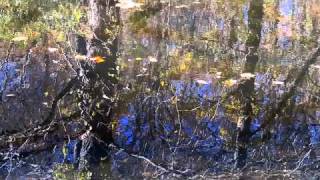 quotWhere It All Beganquot  Native American Style Flute Music amp Relaxing Nature Scene 1 [upl. by Barhos]