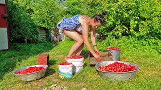 The farmers wife is picking strawberries Life in the village on a small farm [upl. by Irisa]