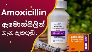 Amoxicillin  ඇමොක්සිලින් ගැන දැනගමු [upl. by Alrich]