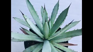 Agave Care Tips And My Agave Collection [upl. by Koressa465]