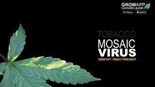 Tobacco Mosaic Virus TMV  How to identify treat and prevent TMV on cannabis plants [upl. by Attemaj760]