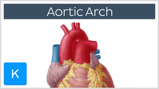 Aortic Arch Anatomy Branches Function amp Definition  Kenhub [upl. by Alderson]