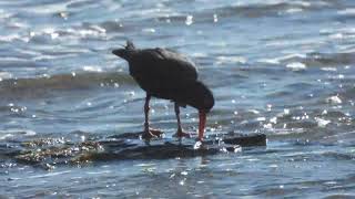 Sooty Oystercatchers feeding at low tide [upl. by Hoj]