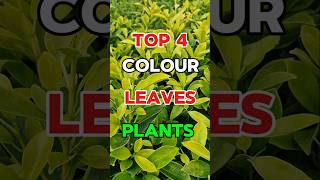 TOP 4 Colourful Plants for Your Home  Gardening Ideas in Tamil [upl. by Ivar]