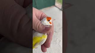 Beautiful Goldfinch Major Isabell Pastel Hen Майор Щегол Artë e Madhe Major Goldfinch [upl. by Rivkah301]