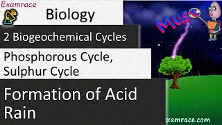 2 Biogeochemical Cycles Phosphorous Cycle Sulphur Cycle amp Formation of Acid Rain [upl. by Ylra]