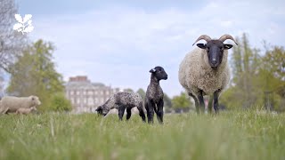 Lambing at Wimpole Estate [upl. by Morena]