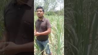 2 Unigold Ultra Sugarcane Surjeet Singh Bareilly [upl. by Huston764]