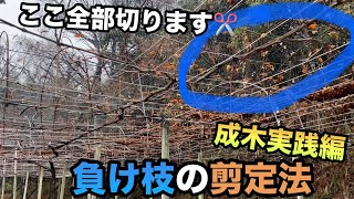 ぶどう負け枝の剪定方法成木実践編〜これをマスターすればどんな仕立てでも栽培できる〜20240121 [upl. by Daenis]