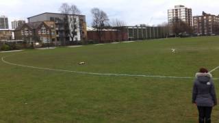 Whippet vs remote controlled car at Shoreditch Park London [upl. by Neitsirhc]