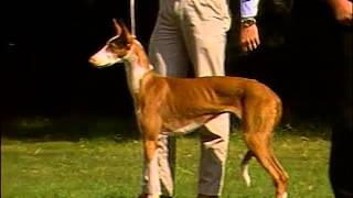 Ibizan Hound  AKC Dog Breed Series [upl. by Vershen58]