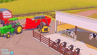 taking care of the holstein heifers  IOWA DAIRY  FS22 [upl. by Xantha]