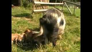 Bébés Cochons Kunekune du Domaine du Martinaa [upl. by Aiden147]