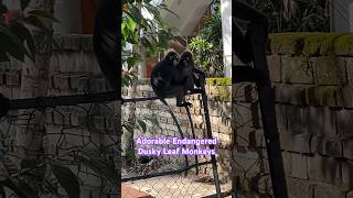 Adorable and Endangered Dusky Leaf Monkeys in Penang Malaysia  wildlife [upl. by Guenzi]