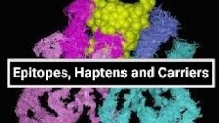 Epitopes Haptens and Carriers [upl. by Pickett]