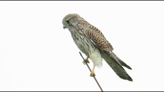 juvenile Common Kestrel  Falco tinnunculus  Torenvalk  Mortsel  Belgium  September 2024 [upl. by Ettenirt157]