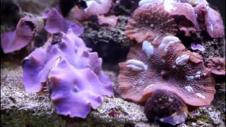 Lots Of Fins Aquarium Narre Warren [upl. by Asirap]