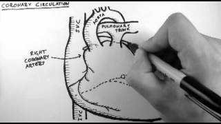 Coronary Circulation [upl. by Noivart914]