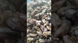 கடல் சிப்பி  தோடு season தொடங்கியது ஒன்றுன் விலை ரூபாய் 10  ஷார்ட்ஸ் shortsfeed fish [upl. by Turrell]