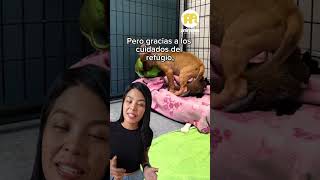 Cachorro Que Deambulaba Con Un Periódico Encuentra un Hogar [upl. by Eile]